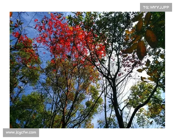 《笑傲江湖新手卡激活及快速入门全攻略轻松开启江湖之旅》